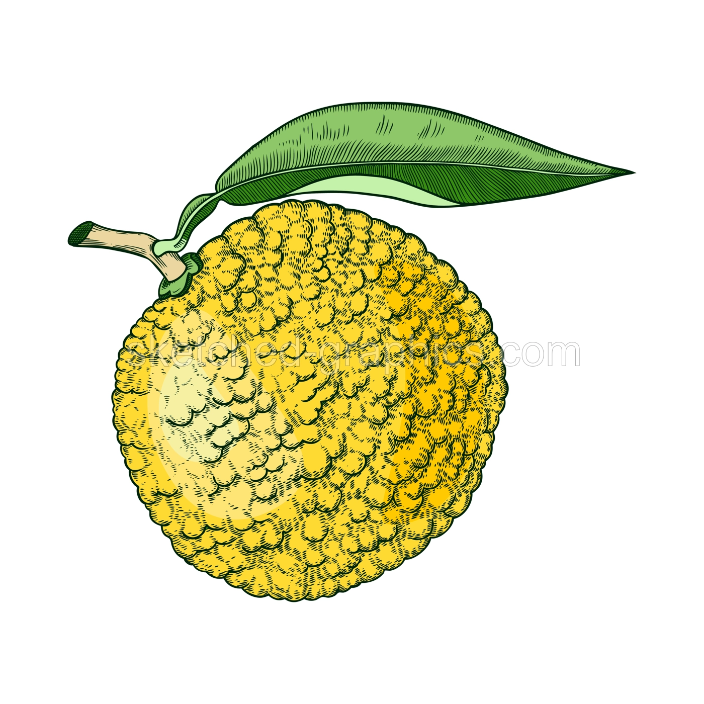 Decorative yuzu illustration. Citrus tree, fruit, leaves, and flowers in engraving style. Exotic plant illustration in color. Botanical drawing. Vegetarian food sketch. Illustration